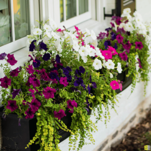 Beautiful flowers planted in flower boxes on the side of a home